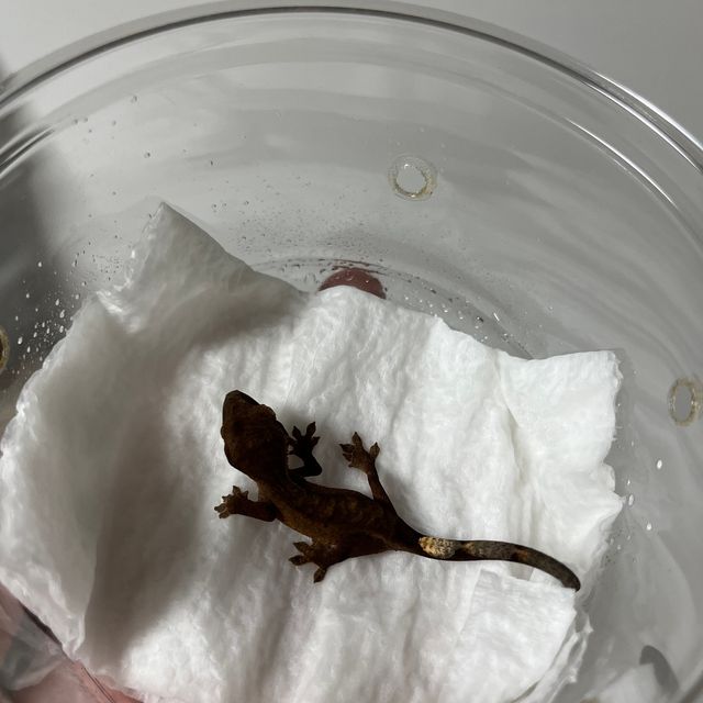 챠콜 알티