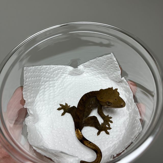 챠콜 알티