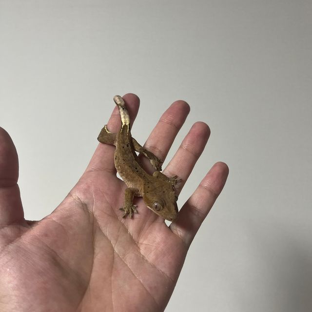 챠콜 벅스킨