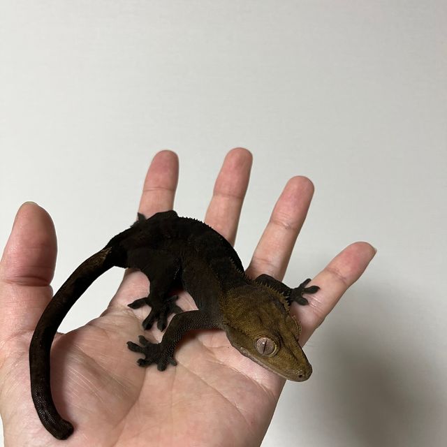 알티 챠콜
