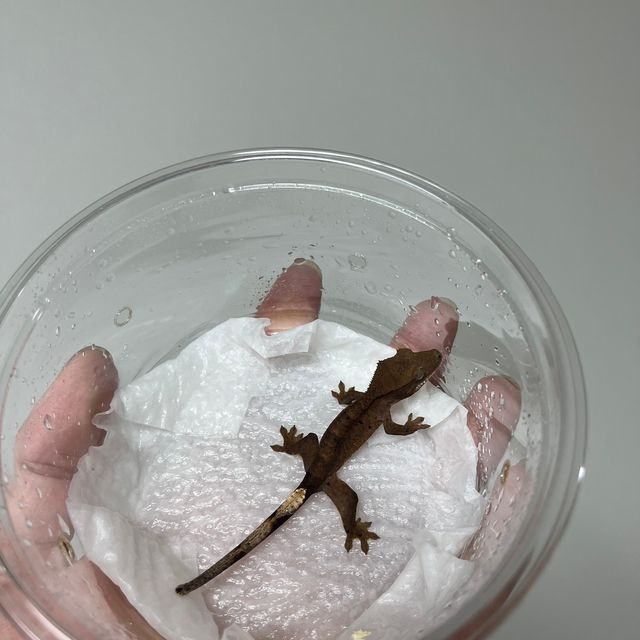 알티 챠콜