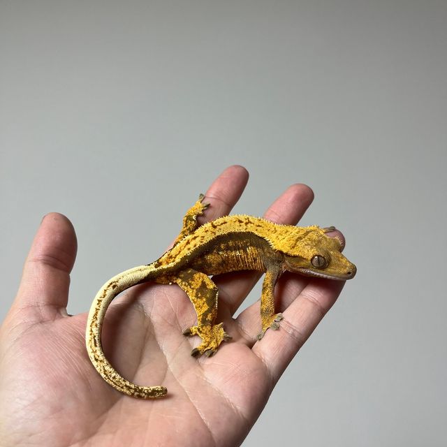 트라이