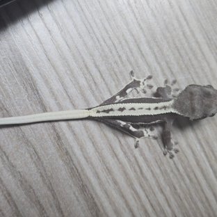 릴잔틱