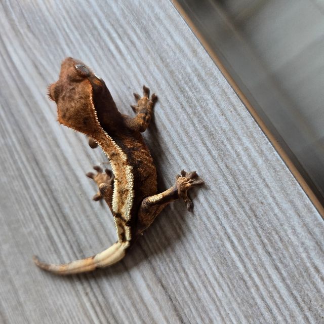 세이블