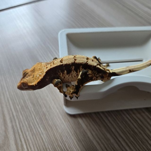 노멀