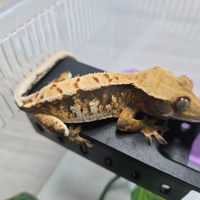 트라이 익스트림할리퀸