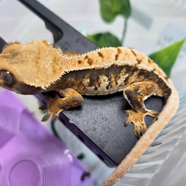 트라이 익스트림할리퀸