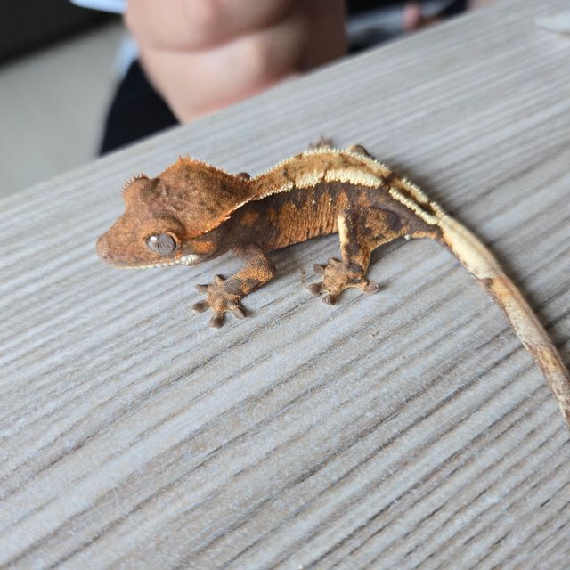 세이블