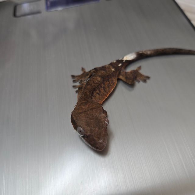 루왁 팬텀 세이블