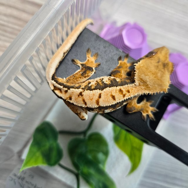 트라이 익스트림할리퀸