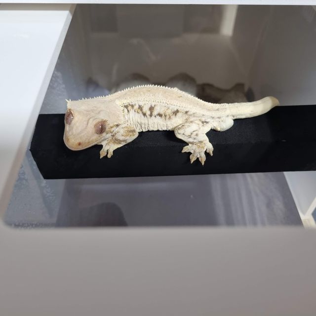 릴리화이트 트라이