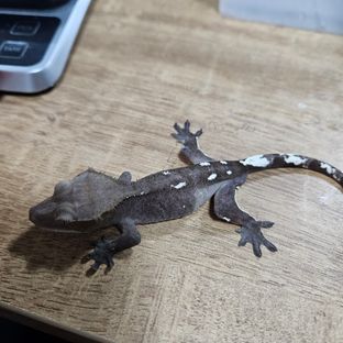 아잔틱