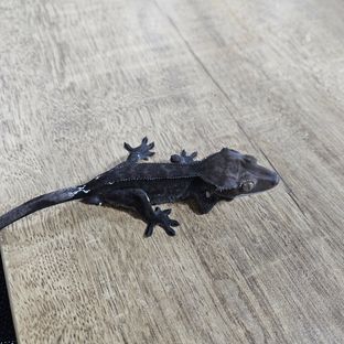 아잔틱