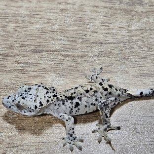 Super Dalmatian