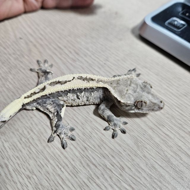 세이블