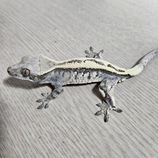세이블