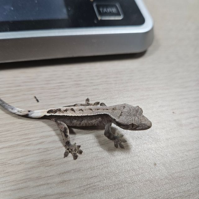 세이블