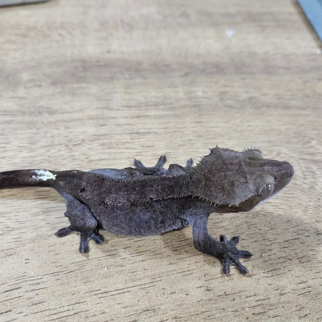 아잔틱