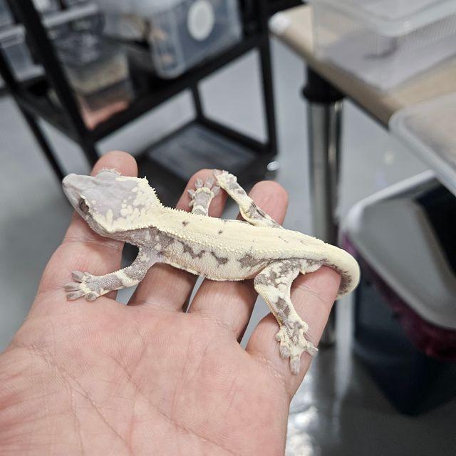 세이블