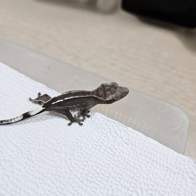 Axanthic