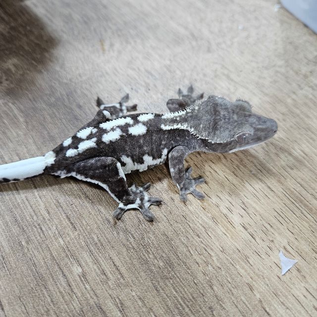 릴잔틱