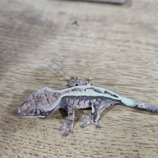 세이블