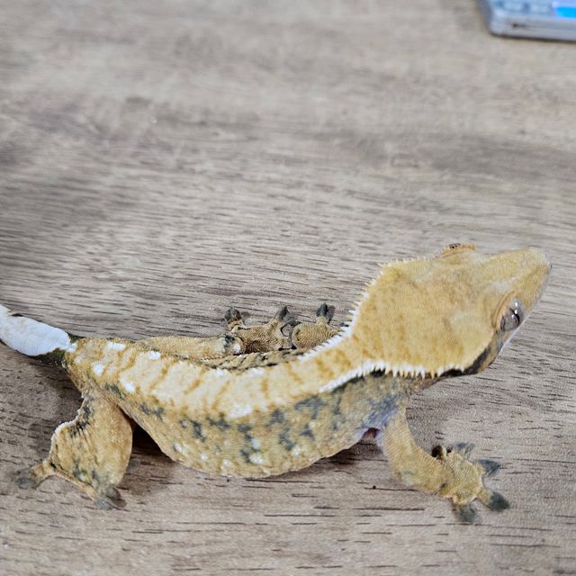 트라이