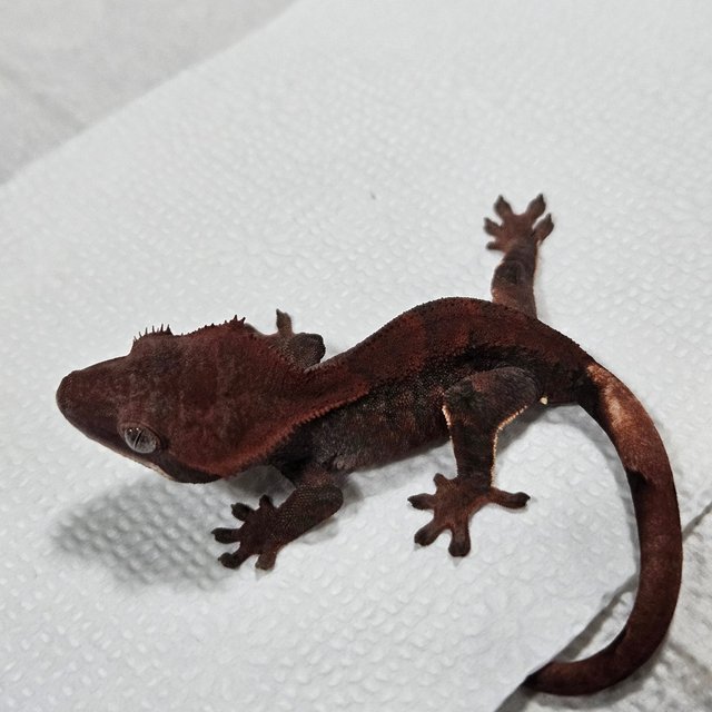 Chocho
