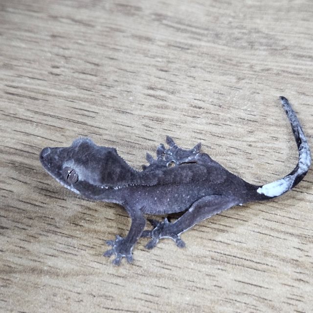 아잔틱
