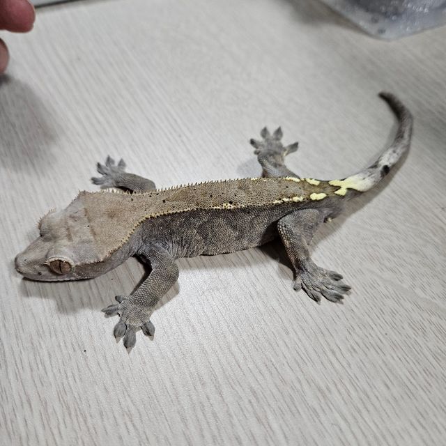 카푸치노