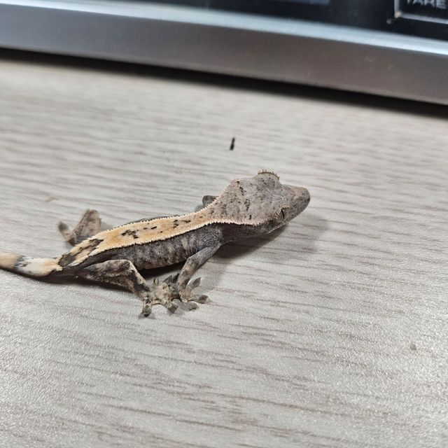 세이블