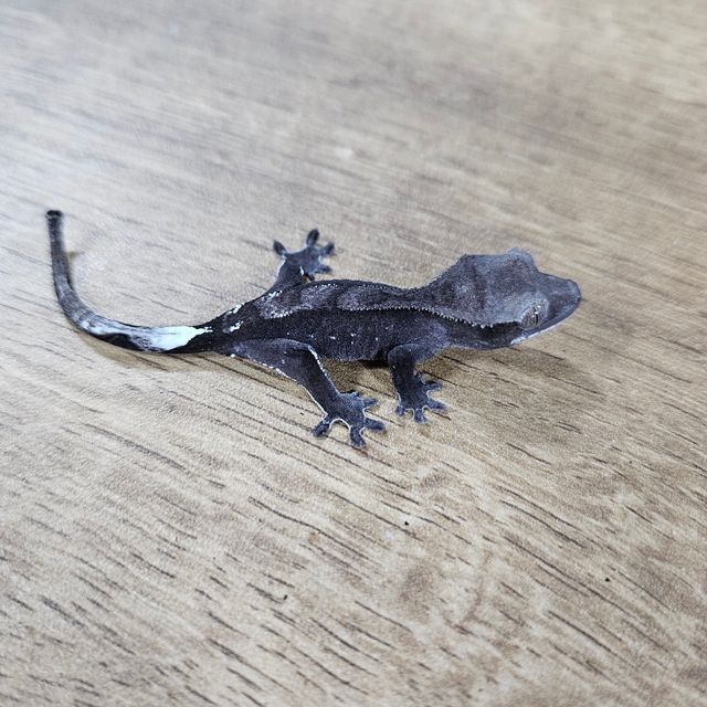 아잔틱