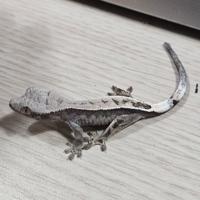 세이블