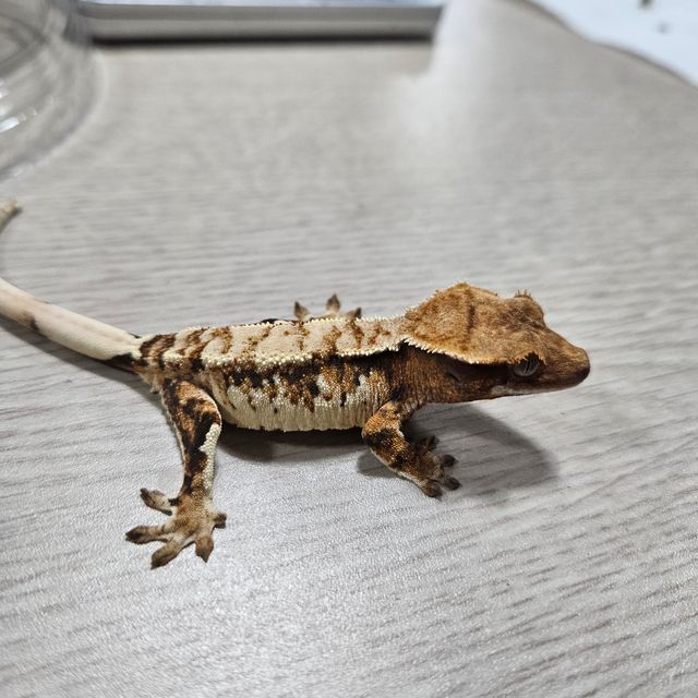 100%헷초초