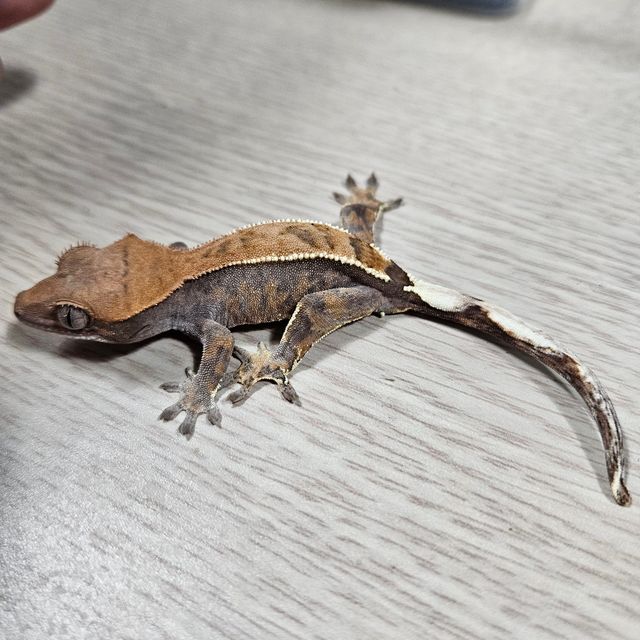 카푸치노