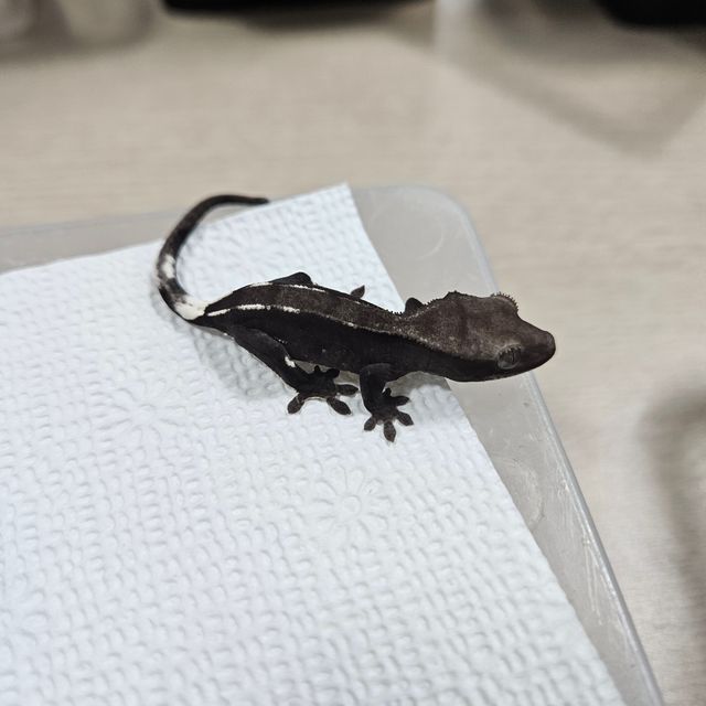 아잔틱
