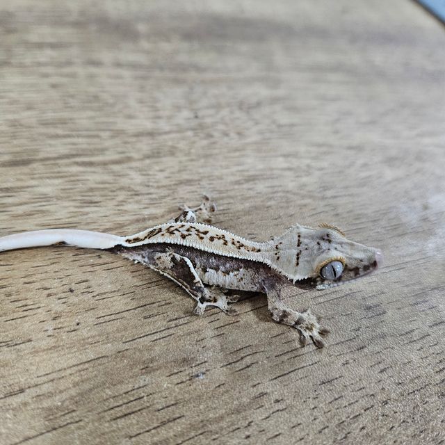 익스트림할리퀸