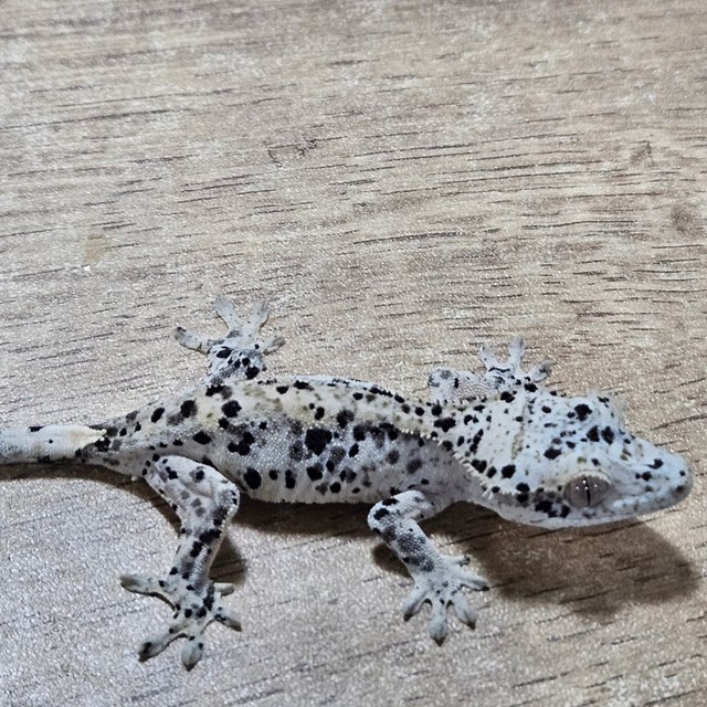 Super Dalmatian