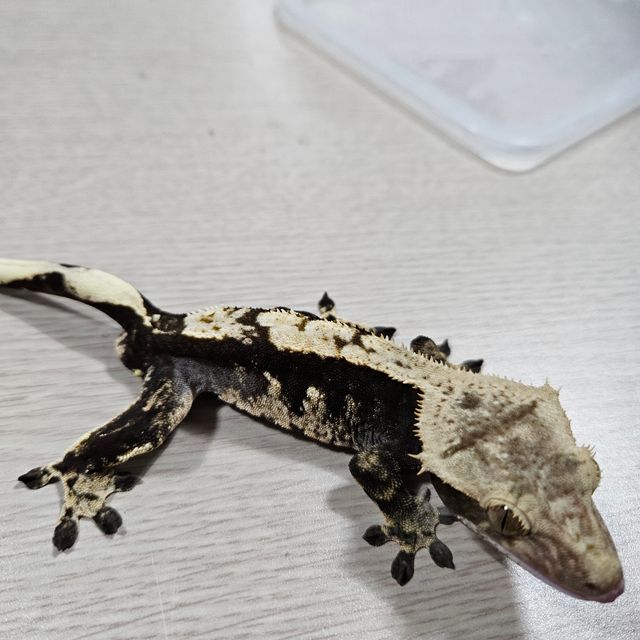 100%헷아잔틱