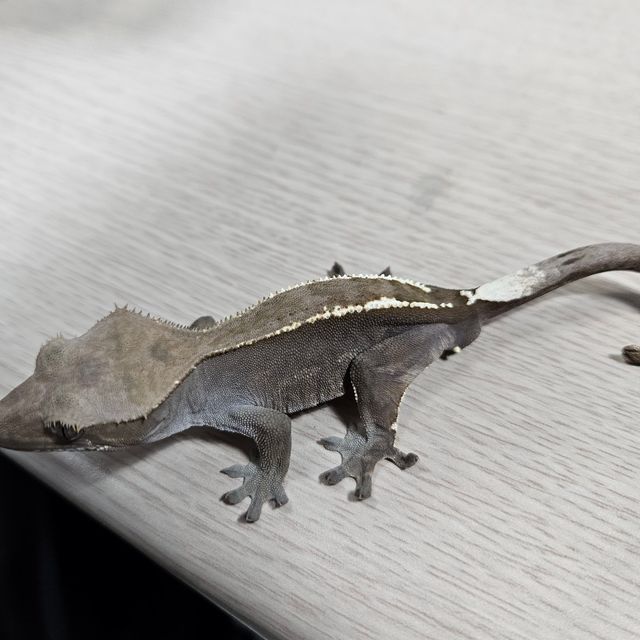 카푸치노