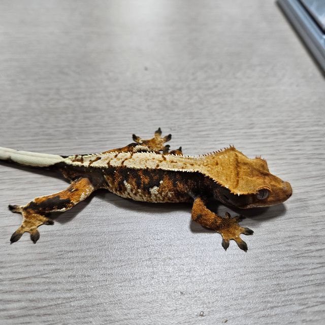 트라이