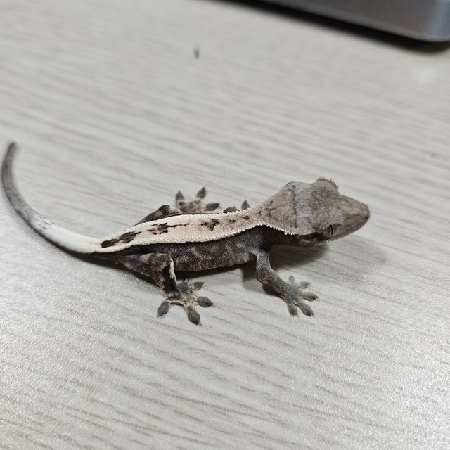 세이블