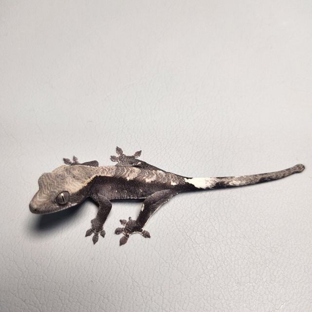 아잔틱