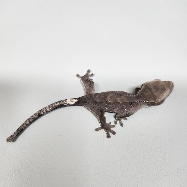 아잔틱