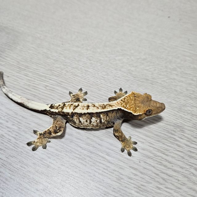 세이블