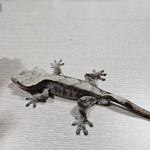 100%헷아잔틱