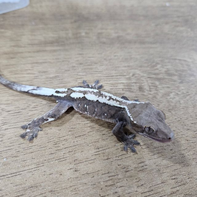세이블