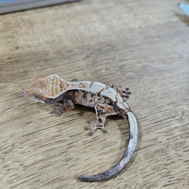세이블