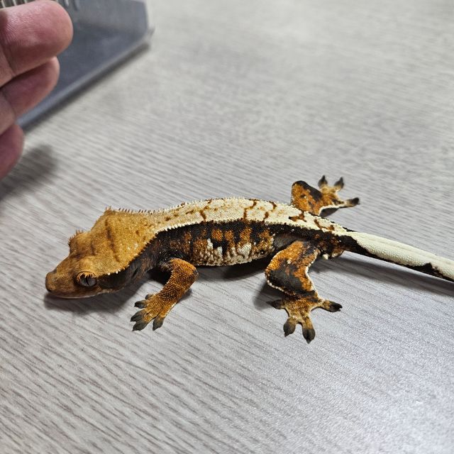 트라이