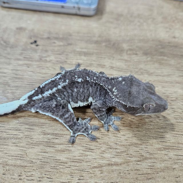 릴잔틱